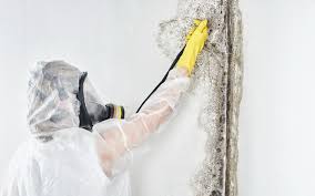 Converse, TX Mold Remediation Company